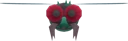 Housefly Icky
